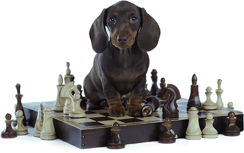 Brain Training for Dogs: Unlock Your Dog’s Full Potential